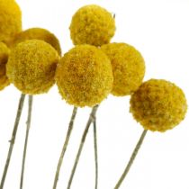 Article Craspedia séchées, jaunes, 70 cm, décoratives, lot de 10