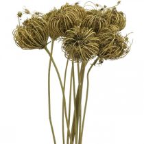 Fleurs séchées déco fenouil vert 50cm bouquet de 10pcs