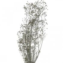 Fleur séchée Massasa blanc déco branches 50-55cm bouquet de 6pcs