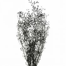 Article Fleur Séchée Massasa Noir Décoration Naturelle 50-55cm Bouquet de 10 pcs