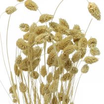 Fleur séchée Phalaris, bouquet d&#39;herbe décorative, floristique sèche, nature bohème, blanchie L55cm 100g