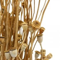 Article Fleurs séchées capsules de graines de pavot nature séchées bouquet de décoration séché sauvage 100g