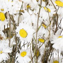 Article Fleurs d'Acroclinium séchées, fleurs blanches, composition florale séchée, 60 cm, 80 g
