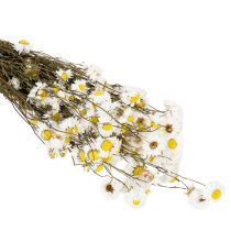 Article Fleurs d'Acroclinium séchées, fleurs blanches, composition florale séchée, 60 cm, 80 g