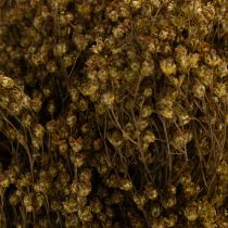 Article Fleurs séchées de genêt, vert olive, 160 g, 48 cm
