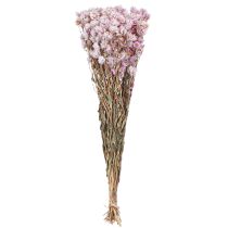 Article Bouquet de fleurs séchées Décoration sèche Camomille Rose 65cm 50g