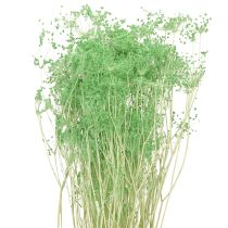 Article Fleurs séchées Ombellifère Vert 70-80cm 150g