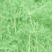 Article Fleurs séchées Ombellifère Vert 70-80cm 150g