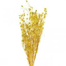 Article Fleurs séchées chardon sec jaune chardon fraise 100g
