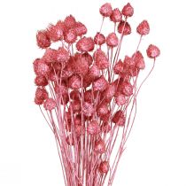 Article Fleurs séchées chardon sec rose chardon fraise teint 50cm 100g