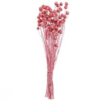 Article Fleurs séchées chardon sec rose chardon fraise teint 50cm 100g