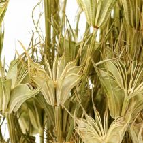 Fleurs séchées cumin noir décoration nature Nigelle 50cm 75g