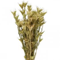 Fleurs séchées cumin noir décoration nature Nigelle 50cm 75g