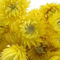 Article Fleurs séchées fleurs de calotte fleurs paille jaune H42cm