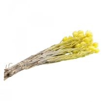 Article Fleurs séchées, fleurs en forme de capuchon, immortelles jaunes, H42cm
