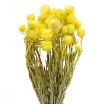 Article Fleurs séchées fleurs de calotte fleurs paille jaune H42cm