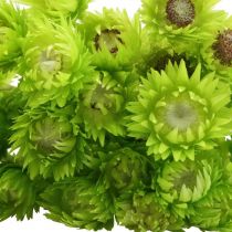 Article Fleurs séchées fleurs de calotte fleurs paille vert clair H42cm