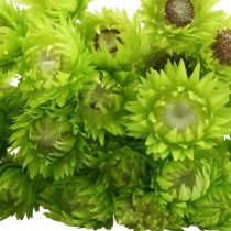 Article Fleurs Séchées Bouchon Déco Fleurs Paille Fleurs Colorées H42cm