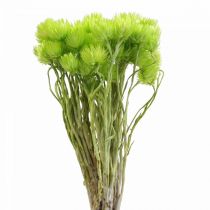 Article Fleurs séchées Cap fleurs Vert clair Fleurs en paille H42cm