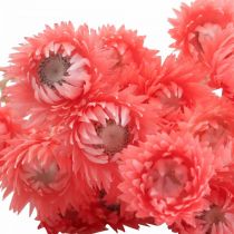 Article Fleurs séchées fleurs de calotte fleurs de paille saumon H42cm
