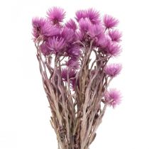 Article Fleurs séchées Fleurs de calotte Fleurs de paille violettes H42cm