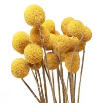 Article Fleurs séchées Craspedia séchées, pilons jaunes 50cm 20pcs