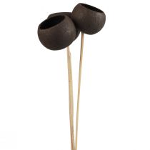 Article Fleurs séchées coupelles décoratives en cloche sur tige noir 44cm 3 pcs