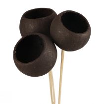 Article Fleurs séchées coupelles décoratives en cloche sur tige noir 44cm 3 pcs