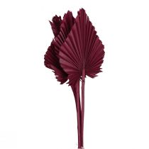 Décoration fleurs séchées, lance de palmier vin séché rouge 37cm 4pcs