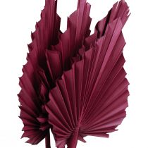 Article Décoration fleurs séchées, lance de palmier vin séché rouge 37cm 4pcs