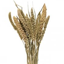 Fleurs séchées grain de millet déco floristique sèche 65cm 100g