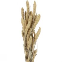 Article Fleurs séchées millet naturel soies Setaria millet H40-60cm 60g
