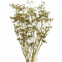 Article Fleurs séchées véritable carvi vert décoration 55cm bouquet de 5 pcs