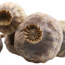 Article Fleurs séchées capsules de pavot grands coquelicots décoratifs naturels 5 pièces