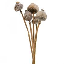 Article Fleurs séchées capsules de pavot grands coquelicots décoratifs naturels 5 pièces