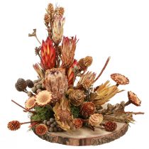 Article Cônes protéa exotiques décoration sèche Bellgum L24–48cm 580g