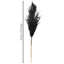 Article Herbe sèche, roseau, noir, 70 cm, tendance décorative, lot de 10