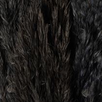Article Herbe sèche, roseau, noir, 70 cm, tendance décorative, lot de 10