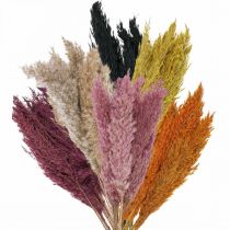 Article Carex d&#39;herbe sèche séché diverses couleurs 70cm 10 pcs