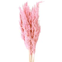 Article Herbe séchée Roseau Herbe décorative séchée Rose 70 cm 10 pièces