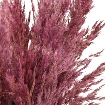 Article Roseau séché, herbe décorative séchée, rose antique, 75 cm, 10 pièces