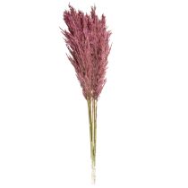 Article Roseau séché, herbe décorative séchée, rose antique, 75 cm, 10 pièces