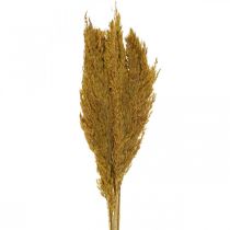Article Carex d&#39;herbe sèche herbe décorative vert olive séchée 70cm 10 pièces
