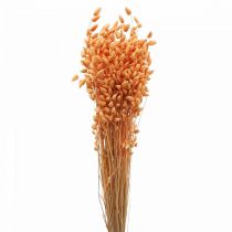 Bouquet sec d&#39;herbe tremblante Abricot Briza herbe ornementale 55cm 50g
