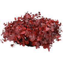 Couronne de porte eucalyptus couronne d&#39;eucalyptus artificielle rouge Ø40cm