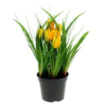 Tulipes en pot jaune 30cm