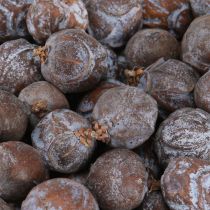 Article Cônes de genévrier Genévrier de Syrie naturel Ø1,5–2,5 cm 1 kg