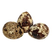 Oeufs de caille comme décoration vides naturels 50 pcs