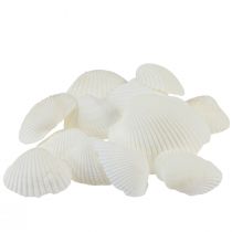 Article Coquilles blanches coques décoratives blanc crème 2-3,5cm 300g