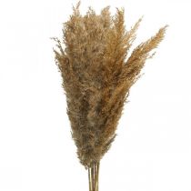 Article Carex d&#39;herbe sèche décoration sèche naturelle 75cm 10 pcs